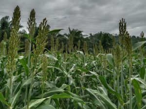 LDII Diversifikasi Pangan