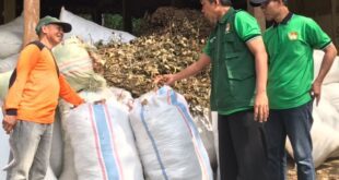 Atus Syahbudin saat meninjau daun cengkeh sebagai bahan baku minyak atsiri. Foto: Lines