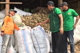 Atus Syahbudin saat meninjau daun cengkeh sebagai bahan baku minyak atsiri. Foto: Lines