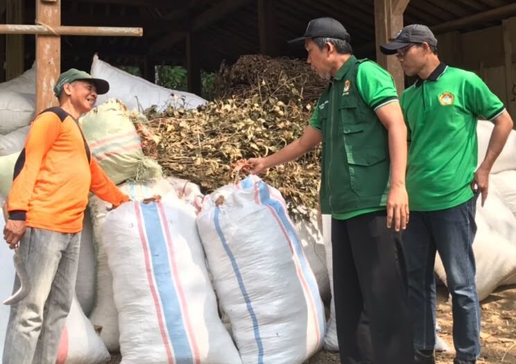 Atus Syahbudin saat meninjau daun cengkeh sebagai bahan baku minyak atsiri. Foto: Lines